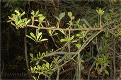 Manilkara roxburghiana